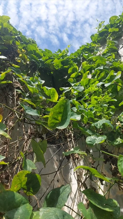 Abstract Nature, Vertical Video stock 303759253