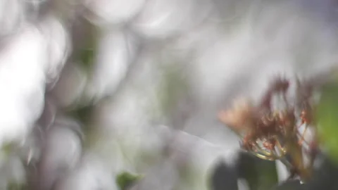 Abstract Nature Video Effect Stock Footage 253302197