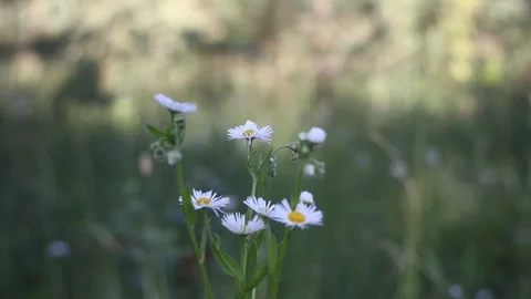 Abstract nature video Stock Footage 121608511