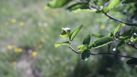 Abstract nature video Stock Footage 121608528