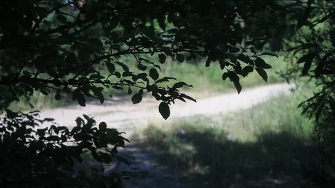 Abstract nature video Stock Footage 121608531