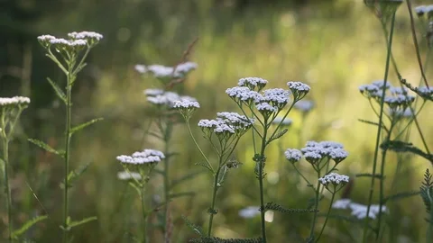 Abstract nature video Stock Footage 121608538