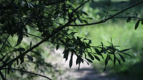 Abstract nature video Stock Footage 121608543