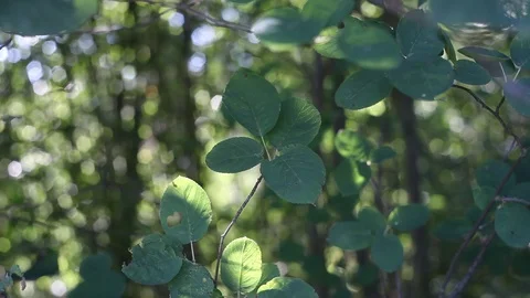 Abstract nature video Stock Footage 121608571