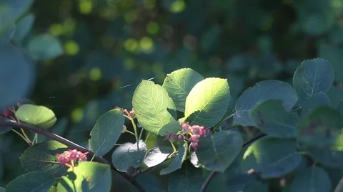 Abstract nature video Stock Footage 121608576