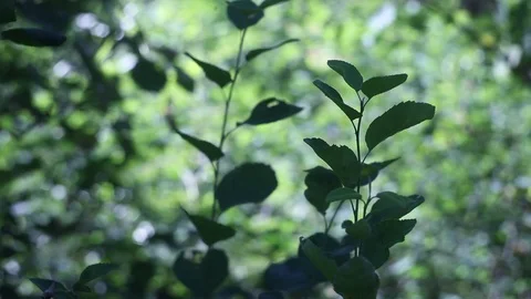 Abstract nature video Stock Footage 121608582