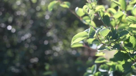 Abstract nature video Stock Footage 121608587