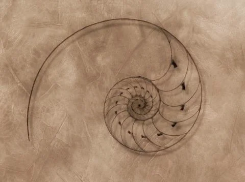 Abstract Nautilus Shell Stock Illustration