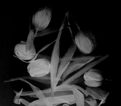 Abstract negative tulips Stock Photos