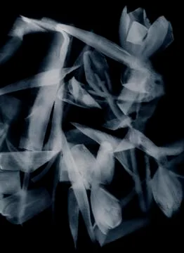 Abstract negative tulips Stock Photos