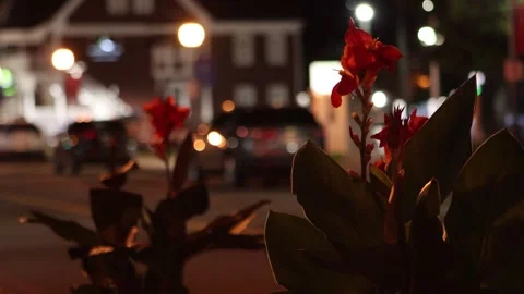 Abstract Night Flower Close-Up with Cinematic Lighting Stock Footage 328034720