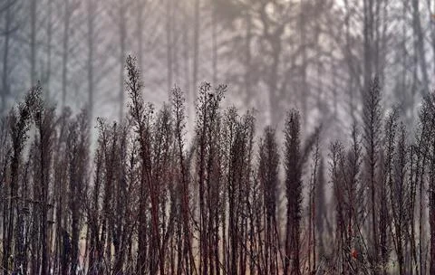 Abstract old grass for a background Stock Photos