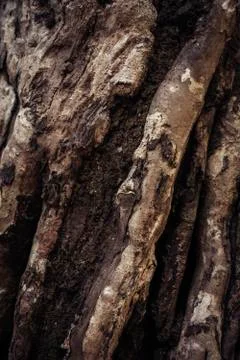 Abstract Old Tree Trunk Stock Photos