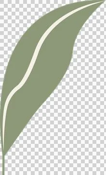 Abstract olive leaf floating diagonally in flat style, showing cream stripe, Stock Illustration