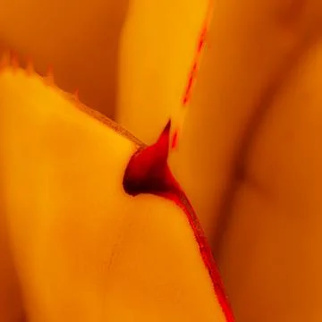 Abstract orange agave texture with red thorn and warm botanical tones Stock Photos