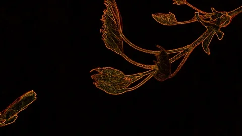 Abstract Orange Leaf on a Black Background Stock Footage 129288577