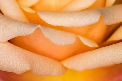 Abstract Orange Rose Stock Photos