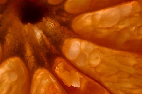 Abstract orange shapes Stock Photos
