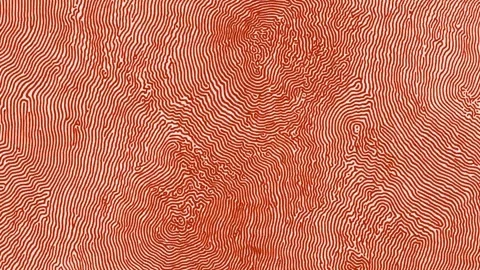 Abstract Orange Topographic Line Pattern Background with Concentric Maze Video stock 341472658