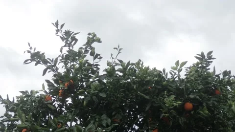 Abstract of orange tree with sky in background Stock Footage 157080911