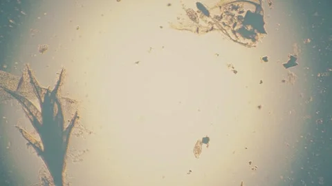 Abstract Organic Particles Under Microscope in Warm Light Fantasy Aesthetic Video stock 341925946