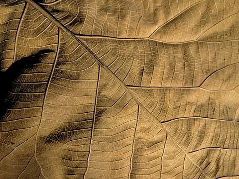 Abstract organic pattern of dried teak leaf texture. 스톡 사진