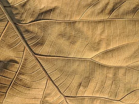 Abstract organic pattern of dried teak leaf texture. Stock Photos