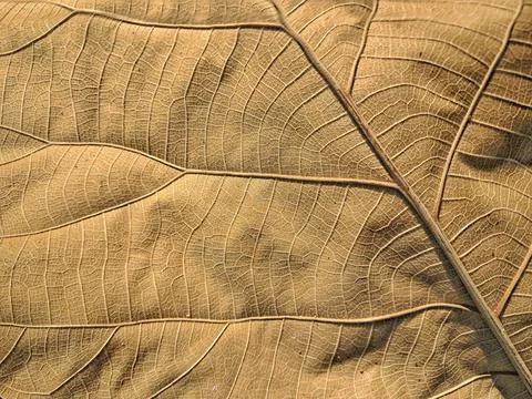 Abstract organic pattern of dried teak leaf texture. 스톡 사진