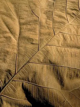 Abstract organic pattern of dried teak leaf texture. Stock Photos
