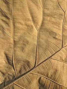Abstract organic pattern of dried teak leaf texture. 스톡 사진