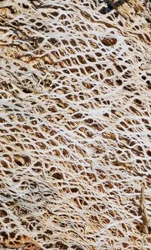 Abstract organic texture of sun dried prickly pear cactus skeleton close up Stock Photos