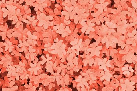 Abstract organic texture of three leaves in coral color 写真素材