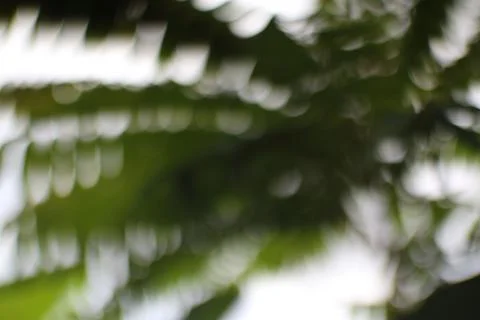 Abstract out-of-focus image capturing soft green foliage details Stock Photos