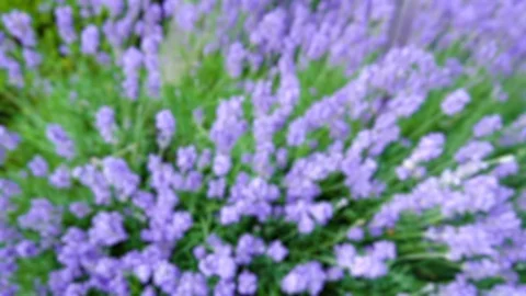 Abstract Out of Focus Lavender Slow Motion Stock Footage 96690067