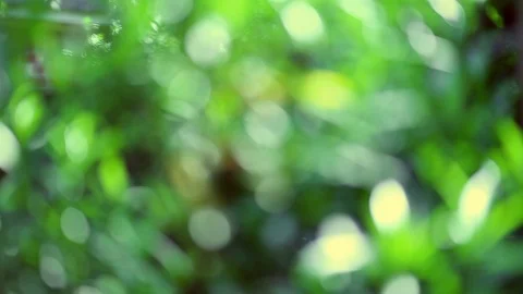 Abstract Out of Focus Sun Shining through tree leaves Stock Footage 94843054