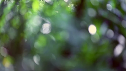 Abstract Out of Focus Sun Shining through tree leaves Stock Footage 94843131