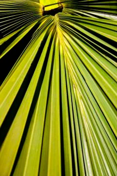 Abstract palm frond leaf texture Stock Photos