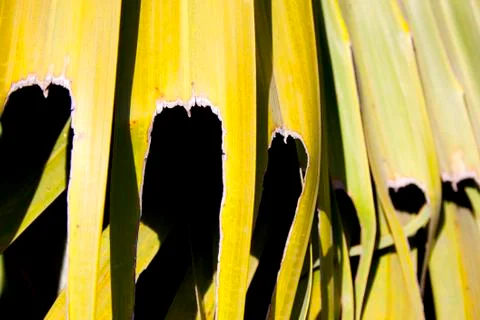 Abstract palm frond leaf texture Stock Photos