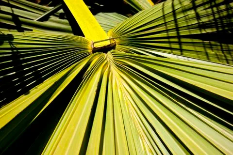 Abstract palm frond leaf texture Stock Photos