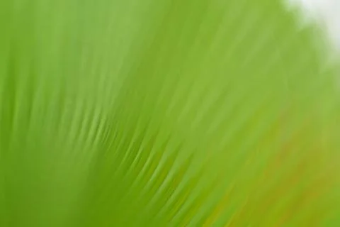 Abstract Palm Leaf Green Pattern Stock Photos