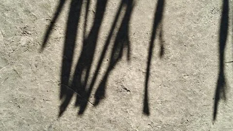 Abstract palm leaf shadow on concrete ground, natural sunlight texture Stock Photos