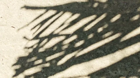 Abstract palm leaf shadow overlay on textured wall for aesthetic background Stockbeeldmateriaal 344356349