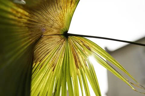 Abstract Palm Leaf with Sunlight Stock Photos