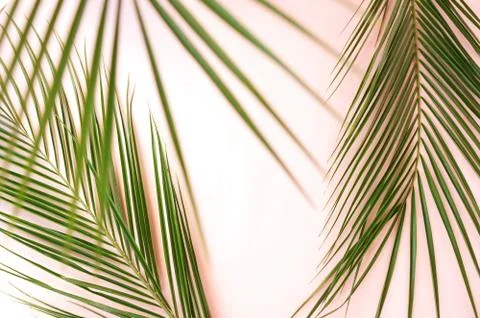 Abstract palm leaves pattern blur effect. Poster Stock Photos