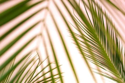 Abstract palm leaves pattern blur effect. Poster Stock Photos