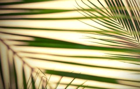 Abstract palm leaves pattern blur effect. Poster Stock Photos
