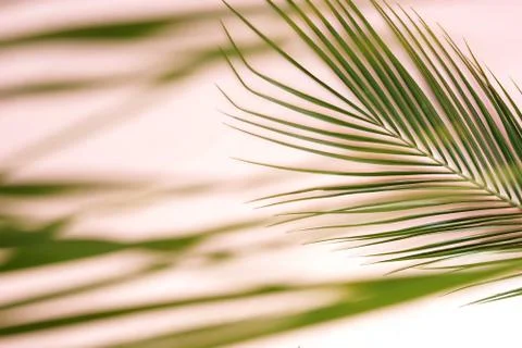 Abstract palm leaves pattern blur effect. Poster Stock Photos