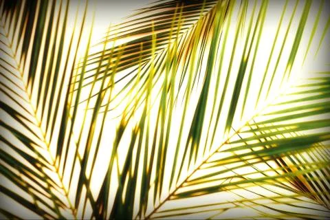 Abstract palm leaves pattern blur effect. Poster Stock Photos