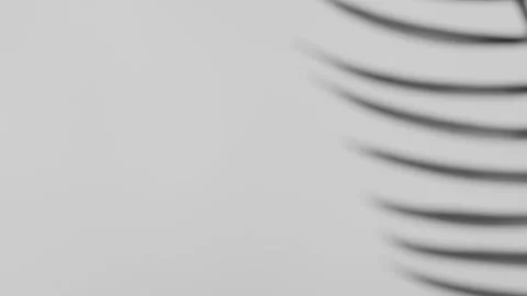 Abstract palm leaves shadow Stock Footage 245156124