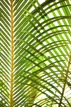 Abstract palm Stock Photos